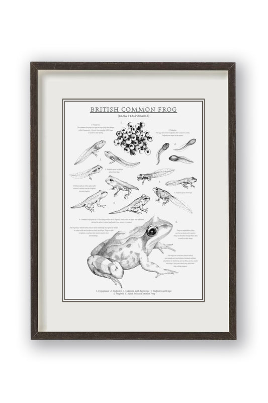 Educational British Common Frog print. Monochrome illustrations and informative text to teach metamorphosis. Sophisticated yet educational. Tadpole to frog artwork. amphibian print