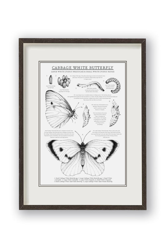 Educational Cabbage White Butterfly print. Monochrome illustrations and informative text to teach metamorphosis. Sophisticated yet educational. Entomology art