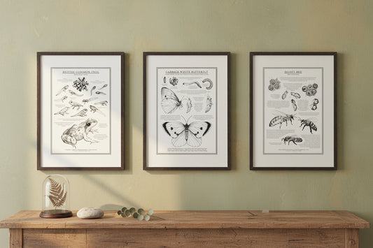 Three framed educational nature prints on a wall above a wooden table with a vase of flowers.