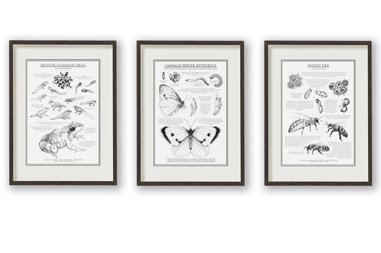 Trio of educational British wildlife prints. Monochrome illustrations and informative text to teach metamorphosis of the British Common Frog, Cabbage White Butterfly and the Honey Bee. Sophisticated yet educational. Nature inspired home decor