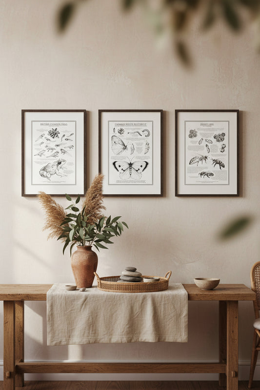 Trio of educational British wildlife prints. Monochrome illustrations and informative text to teach metamorphosis of the British Common Frog, Cabbage White Butterfly and the Honey Bee. Sophisticated yet educational art showing lifecycles within a natural home setting