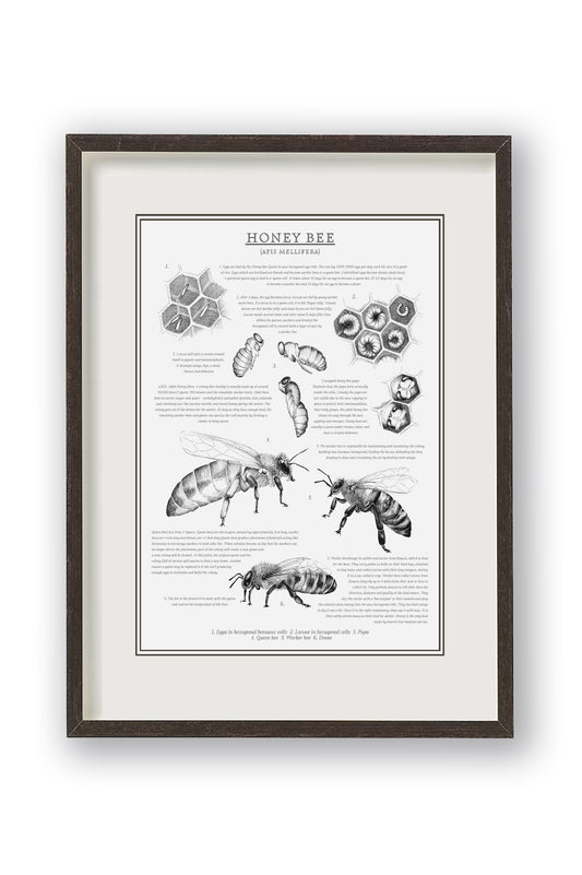 Educational Honey Bee print. Monochrome illustrations and informative text to teach metamorphosis. Sophisticated yet educational. Bee lifecycle art