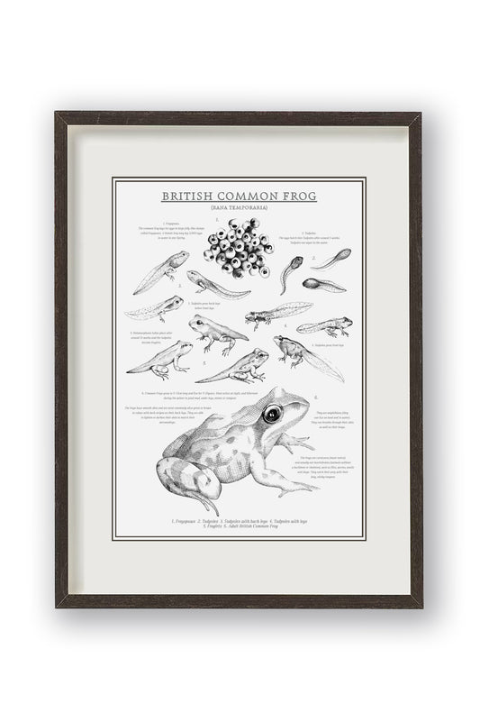 Educational British Common Frog print. Monochrome illustrations and informative text to teach metamorphosis. Sophisticated yet educational