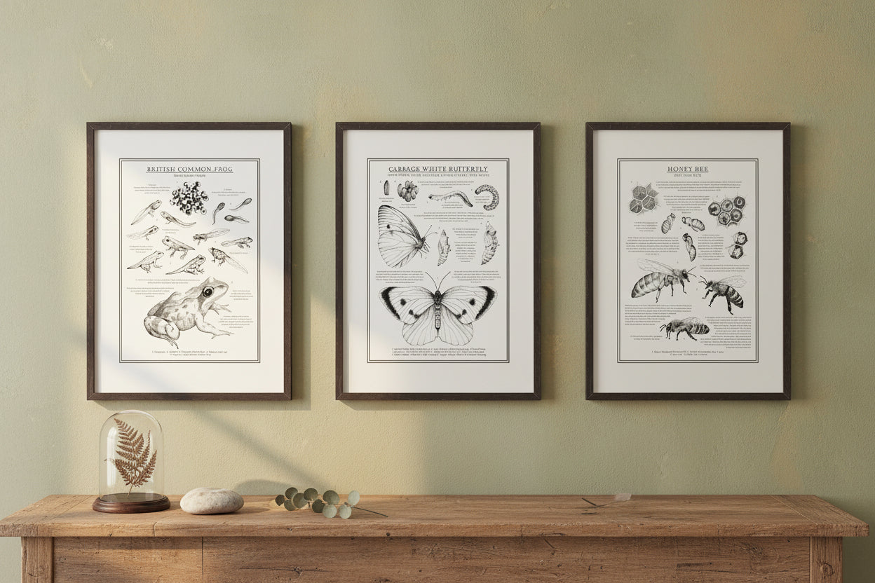 Three framed educational nature prints on a wall above a wooden table with a vase of flowers.