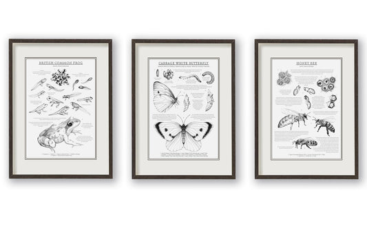 Trio of educational British wildlife prints. Monochrome illustrations and informative text to teach metamorphosis of the British Common Frog, Cabbage White Butterfly and the Honey Bee. Sophisticated yet educational